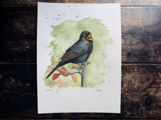 This is a watercolour painting of a blackbird singing on a branch