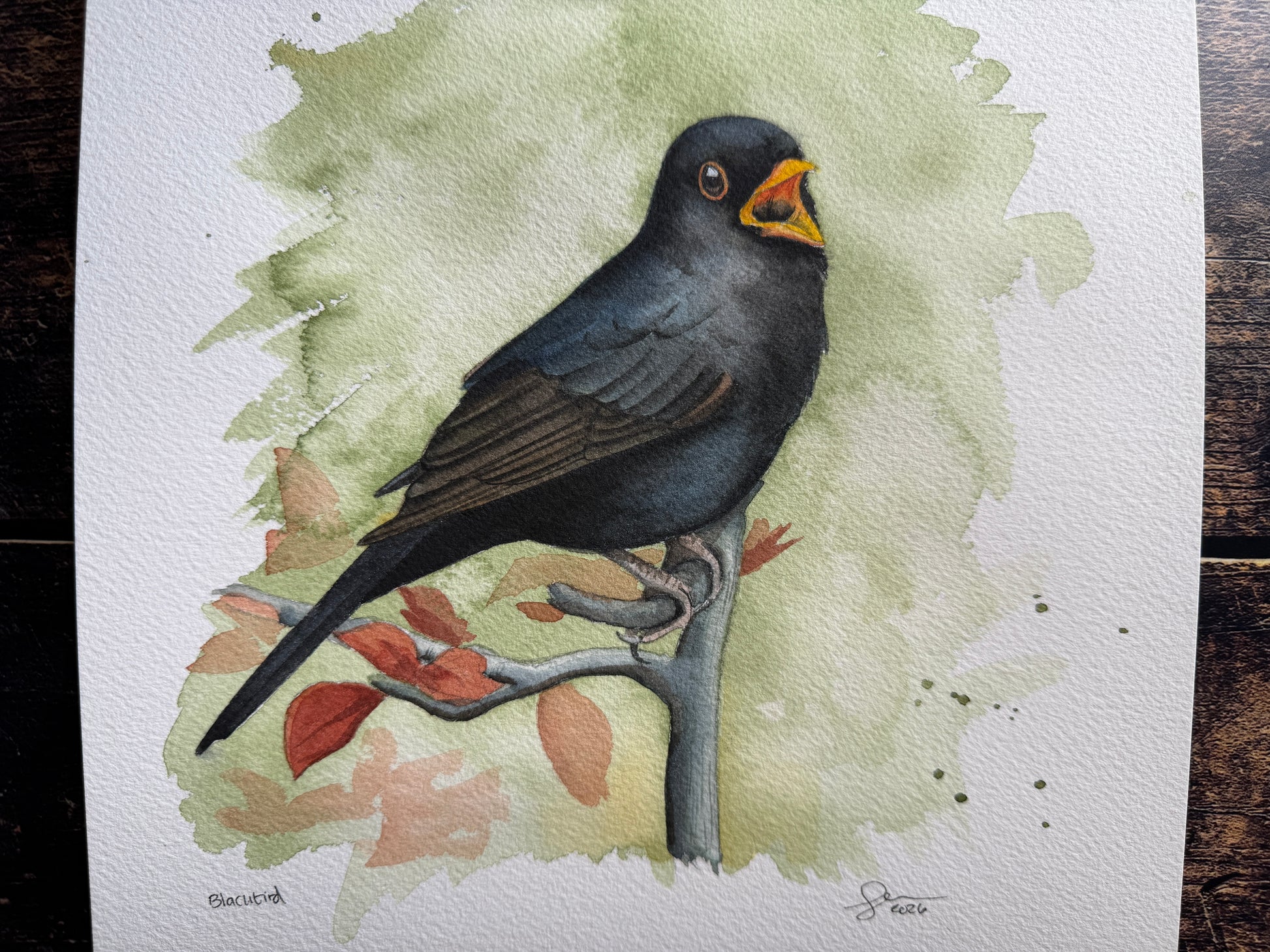 This is a watercolour painting of a blackbird singing on a branch