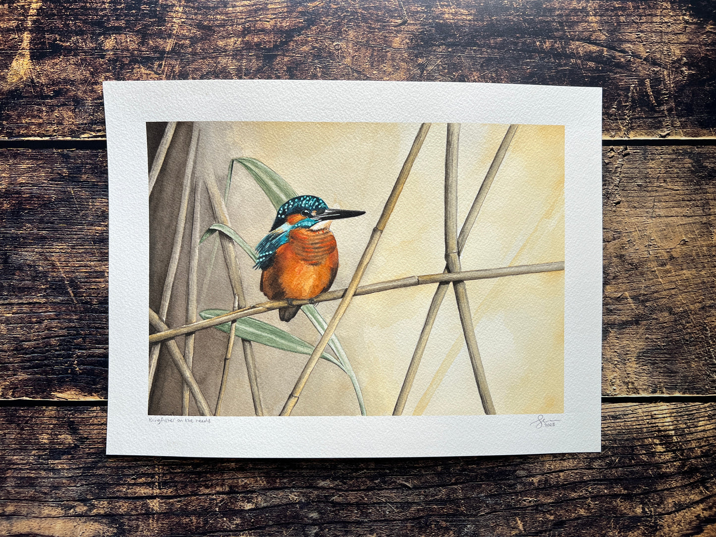 A watercolour painting of a kingfisher sitting among the reeds