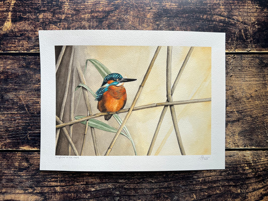 A watercolour painting of a kingfisher sitting among the reeds