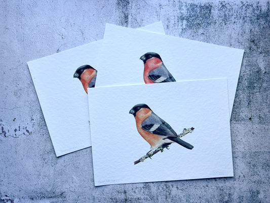 Bullfinch art prints - A4 - SALE