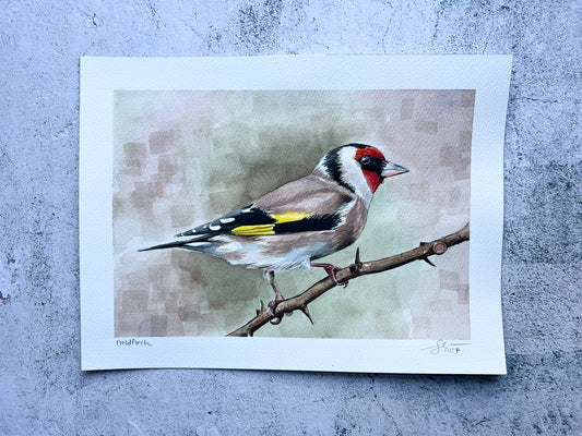 Goldfinch 12x9 watercolour painting