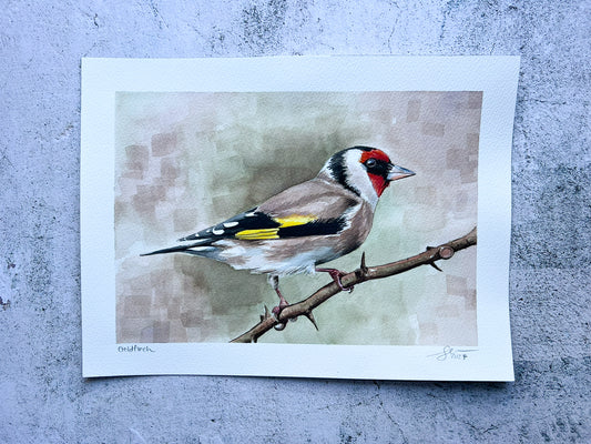 Goldfinch 12x9 watercolour painting
