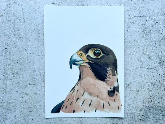 Peregrine falcon A5 watercolour print - SALE