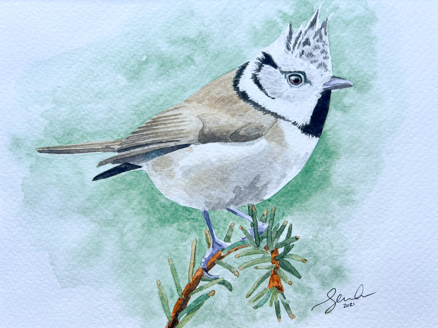 Crested tit original watercolour painting - SALE