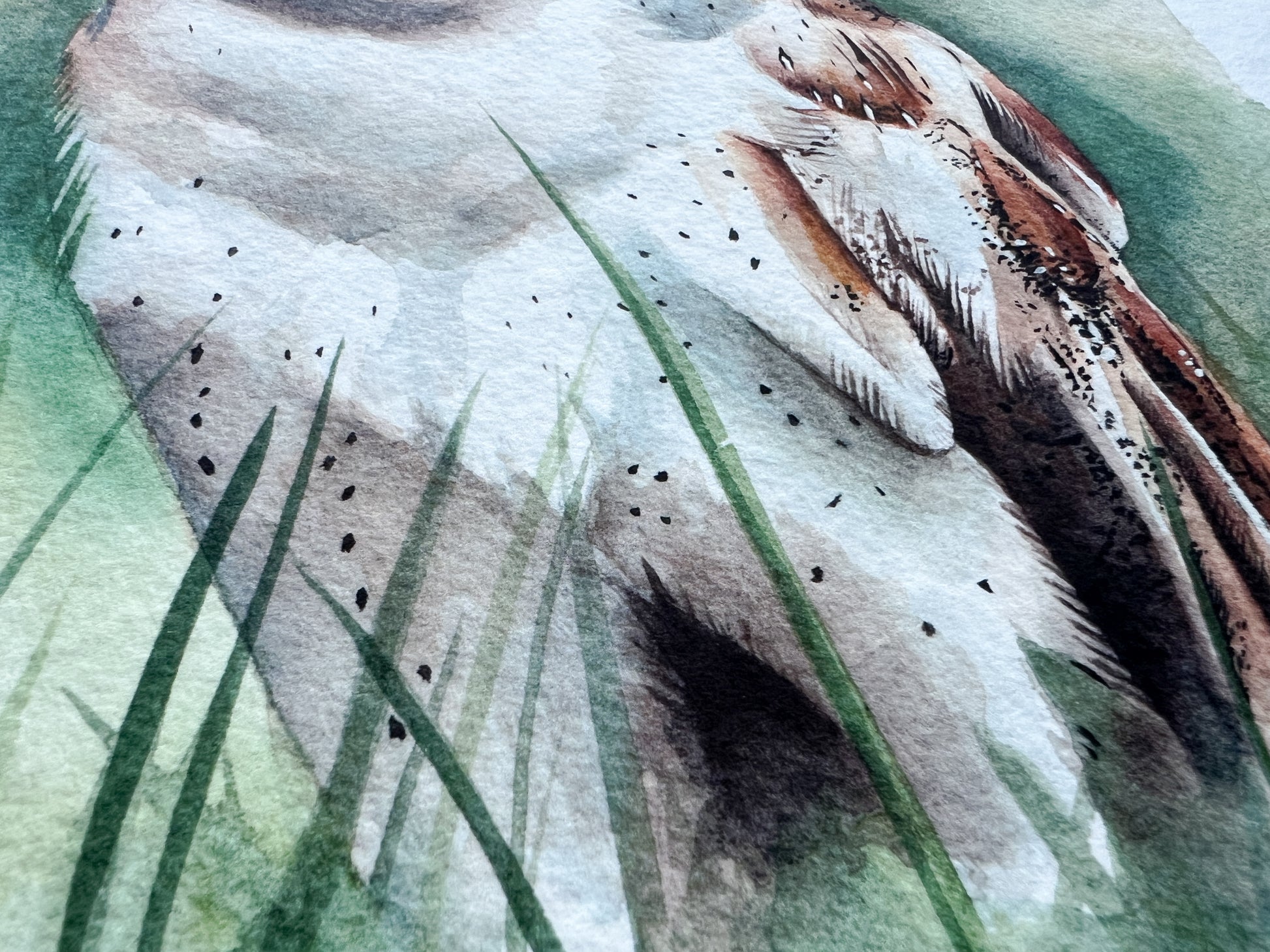 A close up of the feathers and details or the watercolour print of a barn owl, standing in long grass