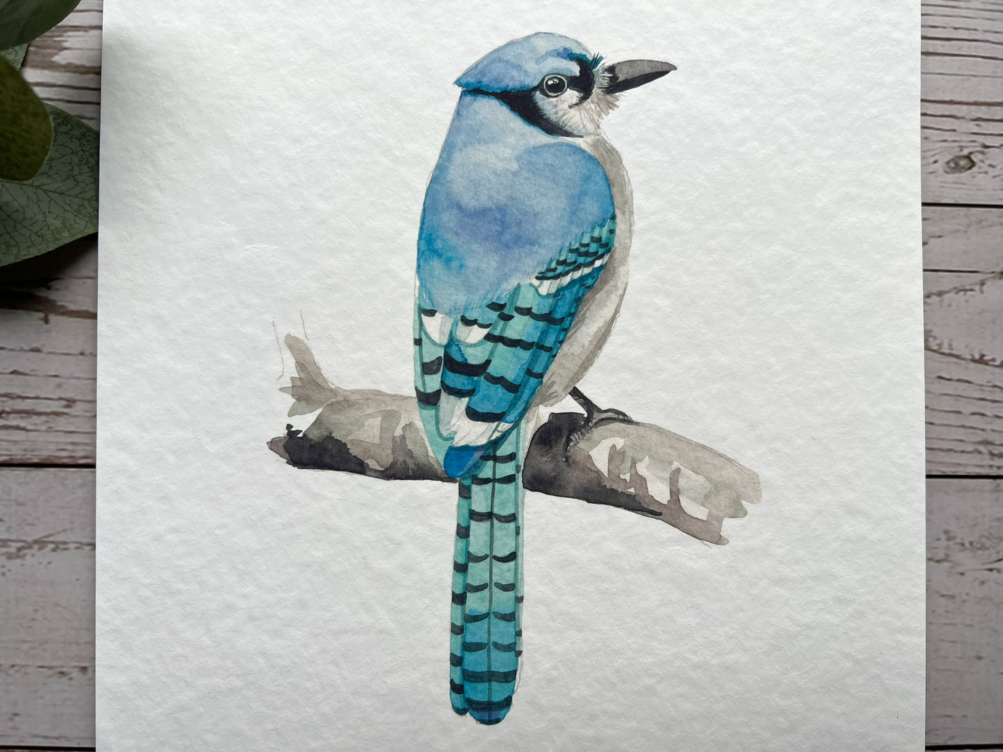 A watercolour print of an American blue jay bird.