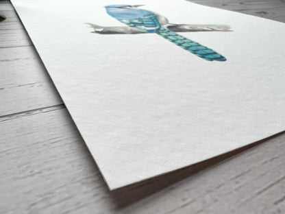 A close up of an American blue jay bird on textured archival paper.