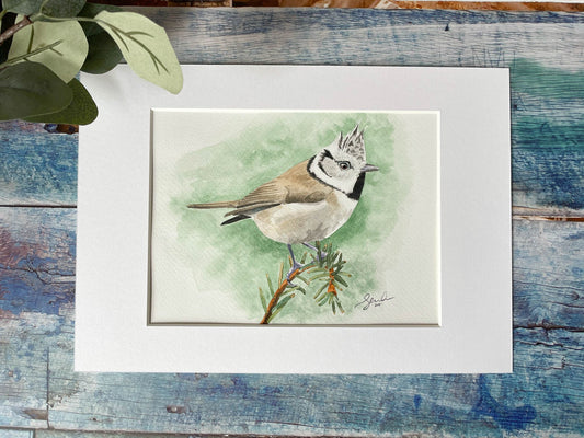 A mounted watercolour painting of a crested tit