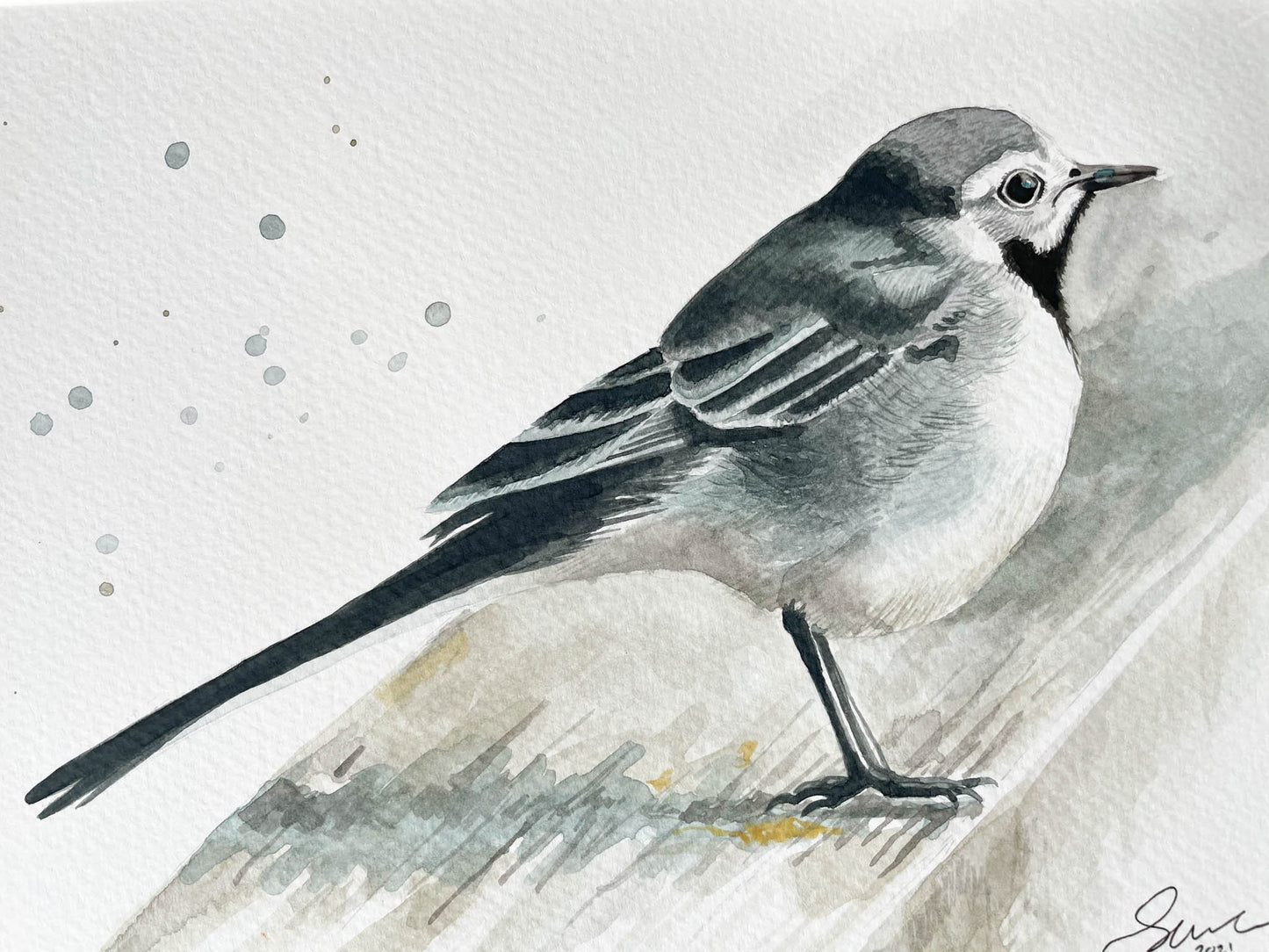 A watercolour painting of a pied wagtail