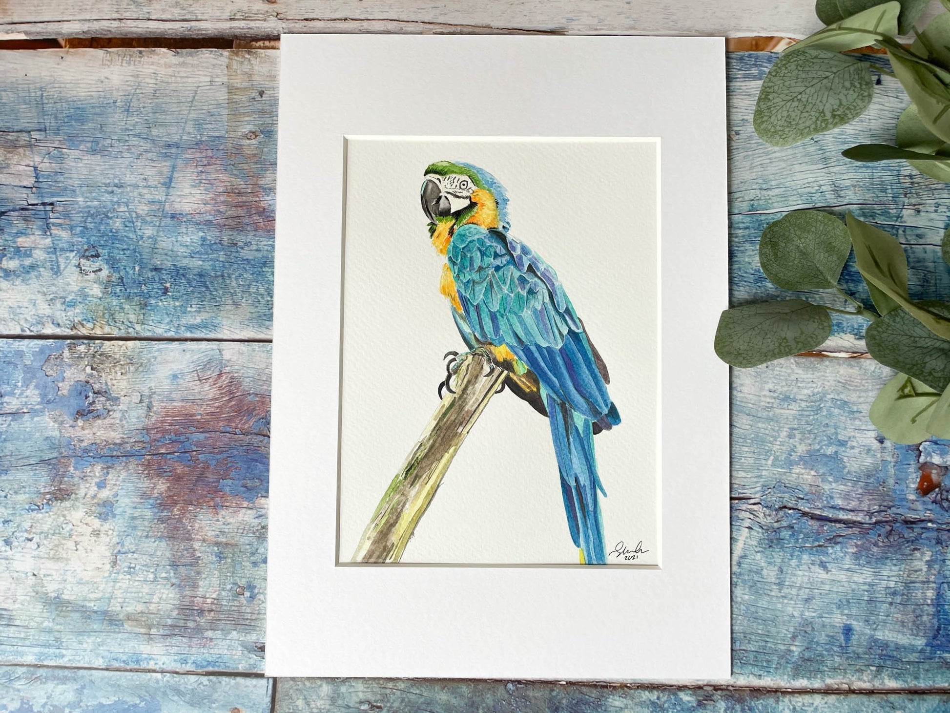 An original watercolour painting of a macaw in a mount