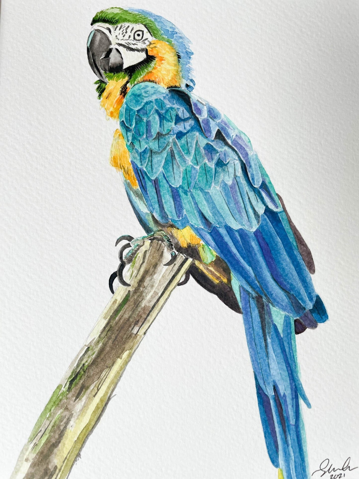 An original watercolour painting of a macaw