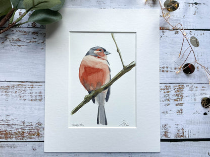 A giclee mounted print of a Chaffinch