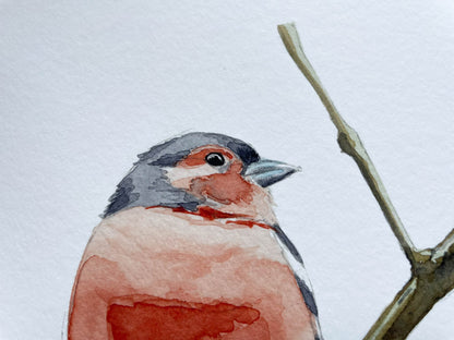 A close up of a giclee mounted print of a Chaffinch