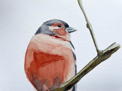A close up of a giclee mounted print of a Chaffinch