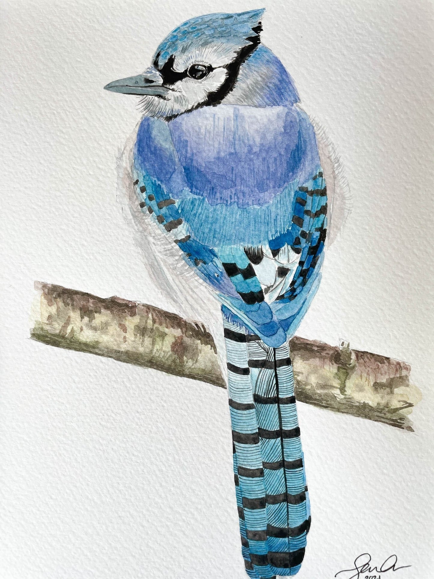 An original watercolour painting of a blue jay