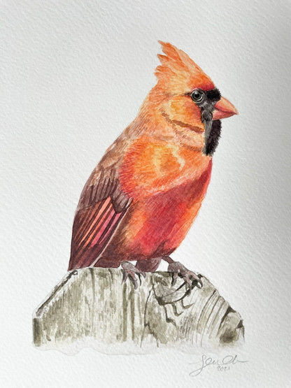 An original watercolour painting of a cardinal bird