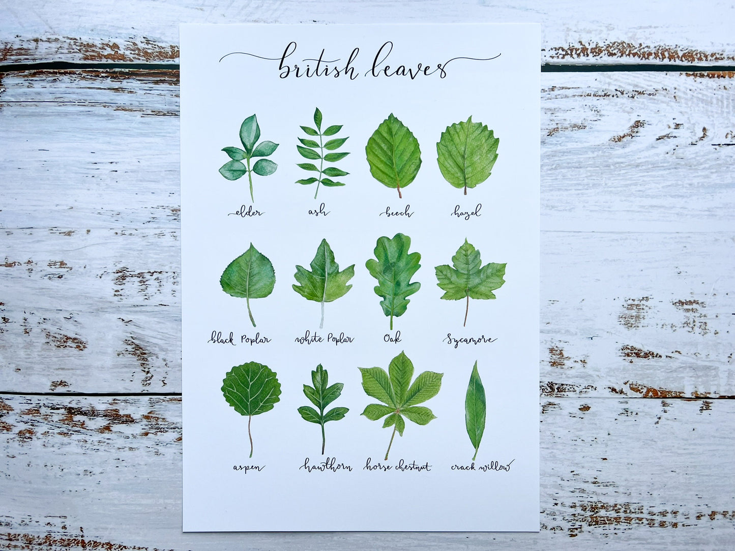 An A4 watercolour print of 12 leaves found on British trees, the name of each leaf is underneath each one