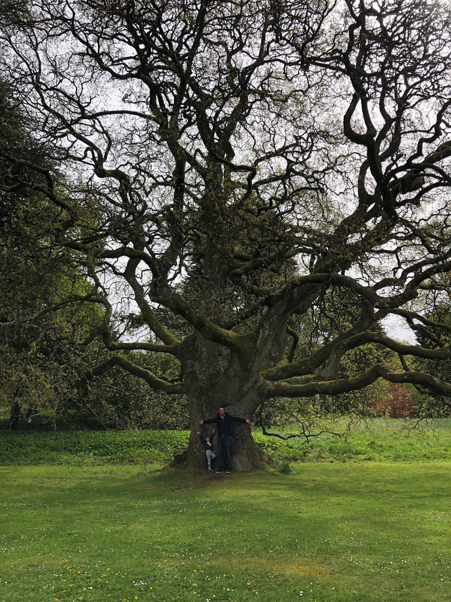 A photo of the original oak tree for scale