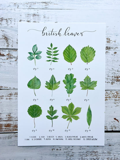 An A4 watercolour print of 12 leaves found on British trees, the name of each leaf is at the bottom of the page