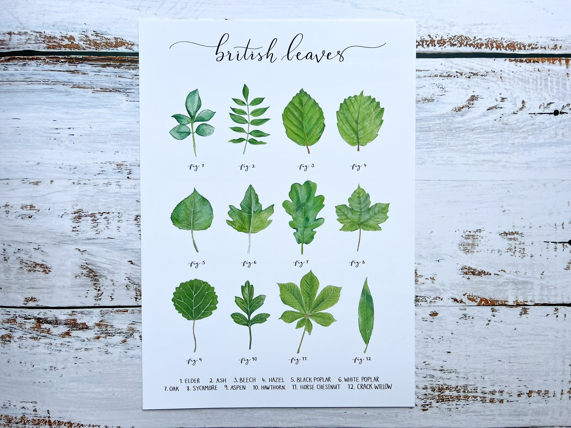 An A4 watercolour print of 12 leaves found on British trees, the name of each leaf is at the bottom
