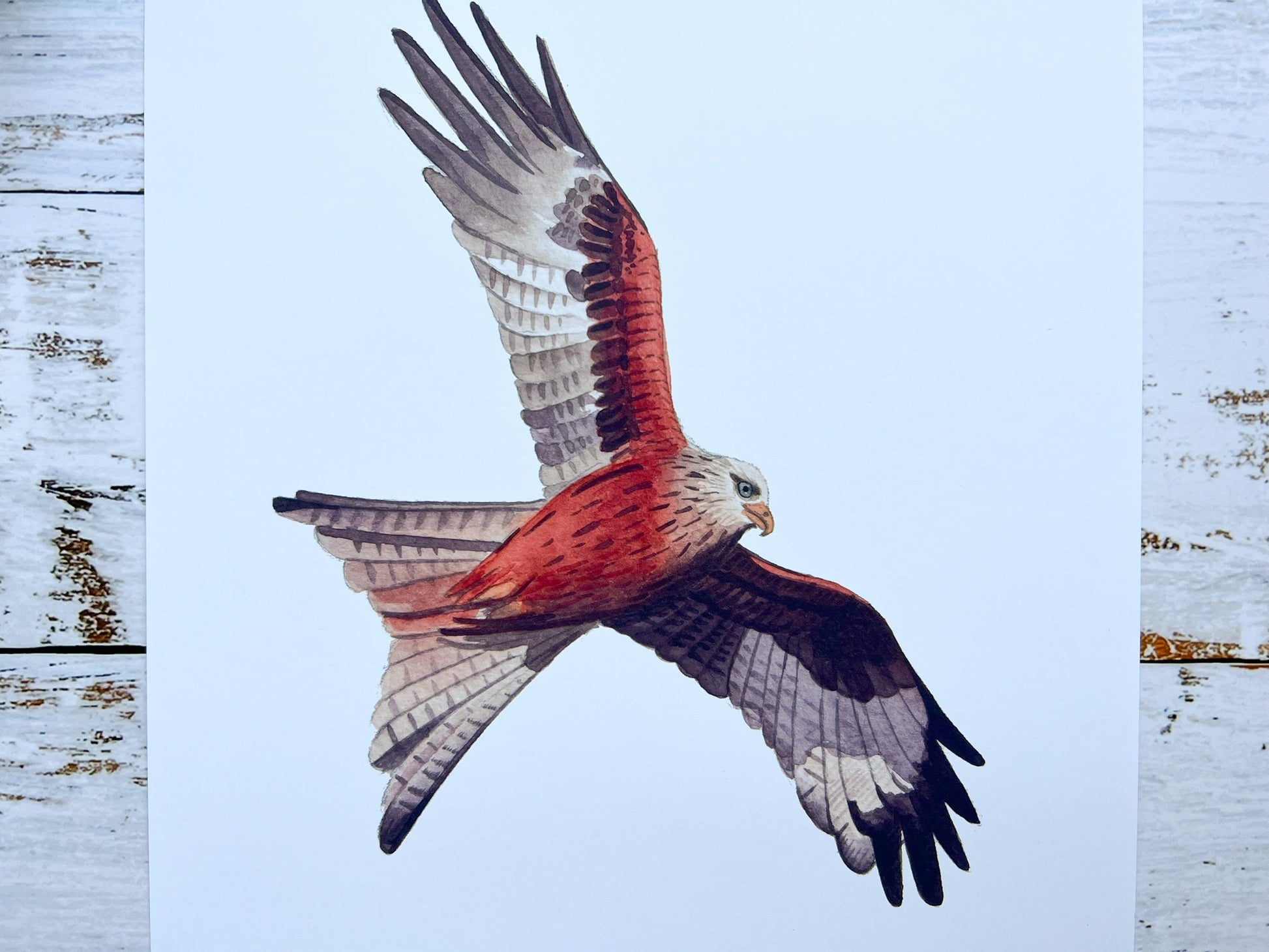 A watercolour print of a red kite in flight