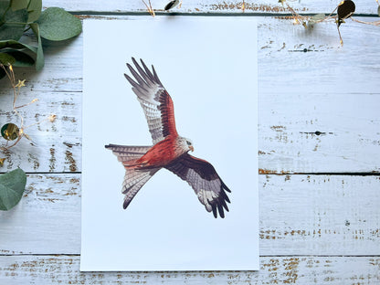 A watercolour print of a red kite in flight