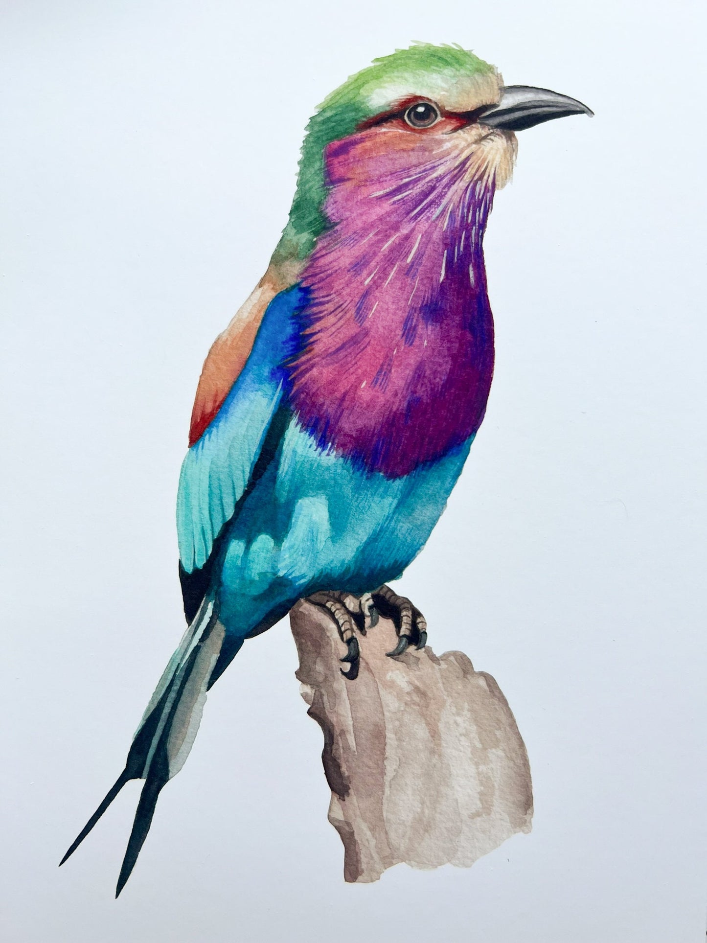 A watercolour print of a lilac breasted roller